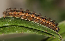 Sivun Polygonia kuva