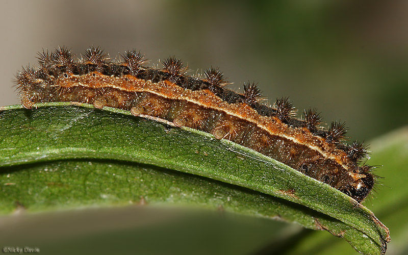 Слика од Polygonia