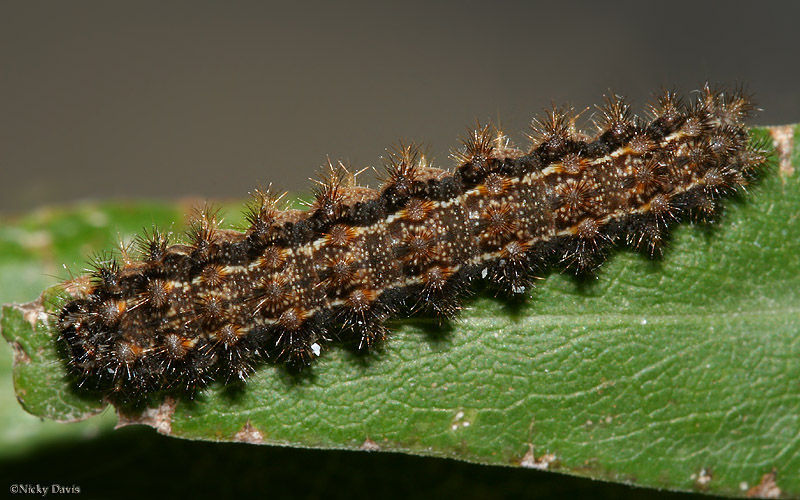 Слика од Polygonia