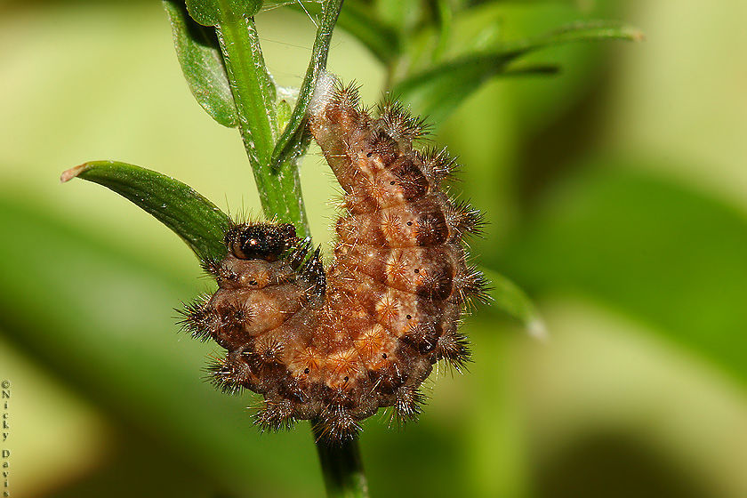 Sivun Polygonia kuva