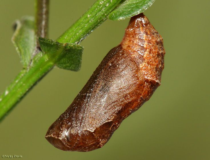 Sivun Polygonia kuva