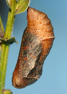 Sivun Polygonia kuva