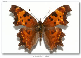 Слика од Polygonia