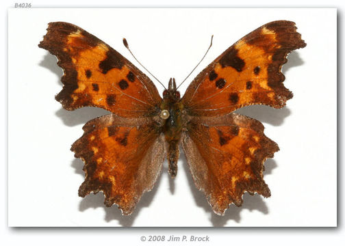 Слика од Polygonia