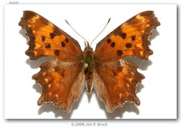 Слика од Polygonia