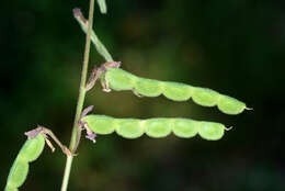 Imagem de Desmodium incanum DC.