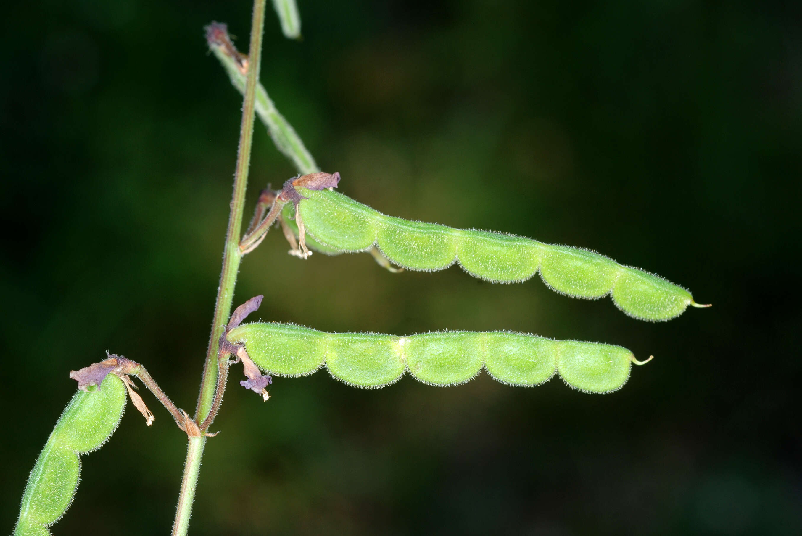 Image of zarzabacoa comun