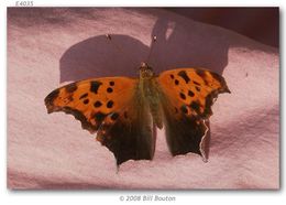 Слика од Polygonia interrogationis Fabricius 1798