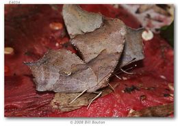 Слика од Polygonia interrogationis Fabricius 1798