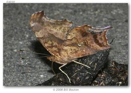 Sivun Polygonia interrogationis Fabricius 1798 kuva