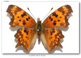 Слика од Polygonia oreas Edwards 1870