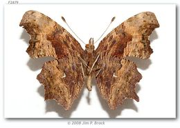 Слика од Polygonia oreas Edwards 1870