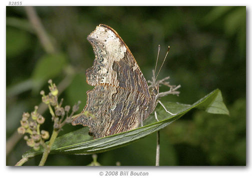 Sivun Polygonia progne Cramer 1775 kuva