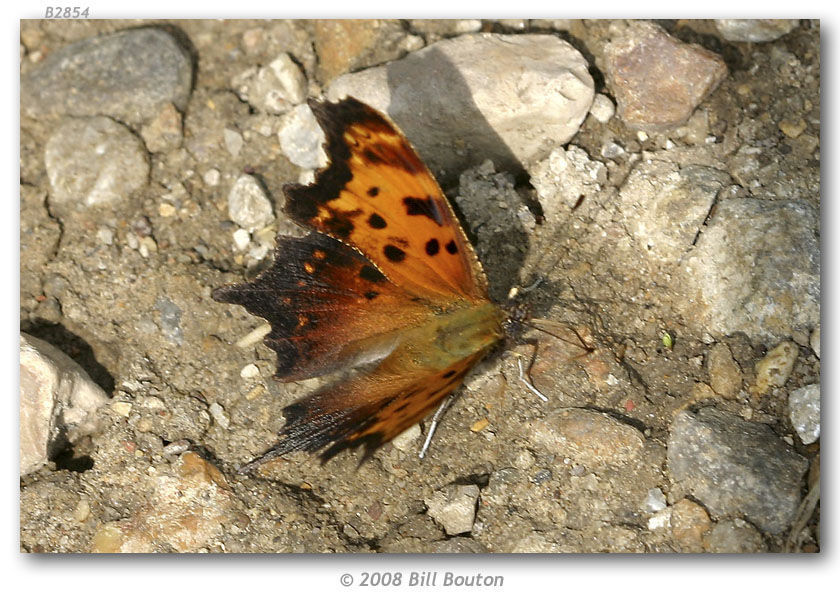 Sivun Polygonia progne Cramer 1775 kuva