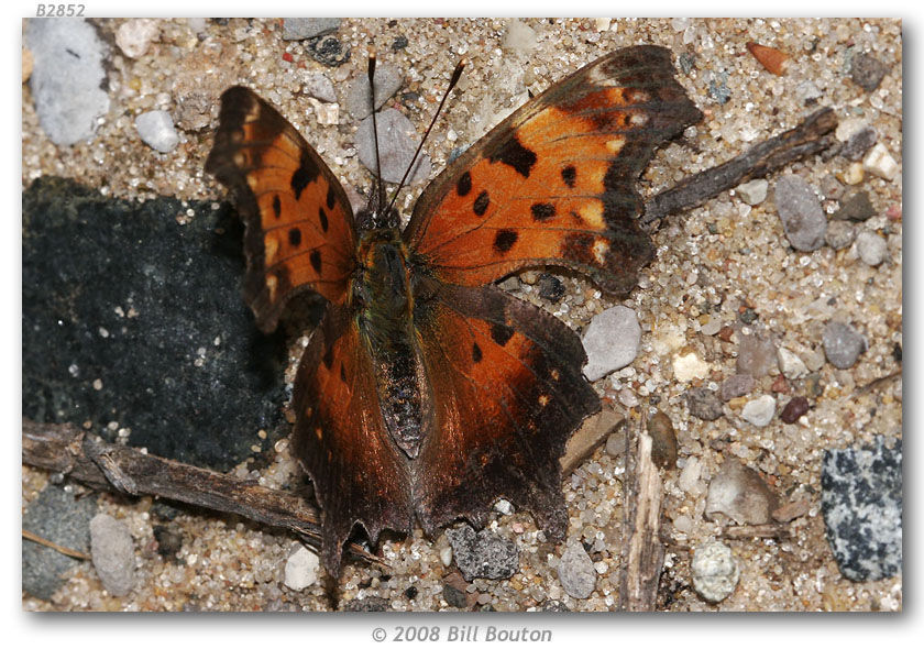 Image of Gray Comma