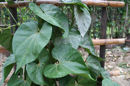 Image of Aristolochia didyma S. Moore