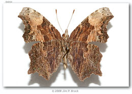 Image of Gray Comma