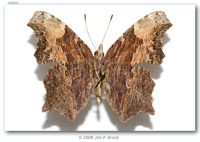 Слика од Polygonia progne Cramer 1775