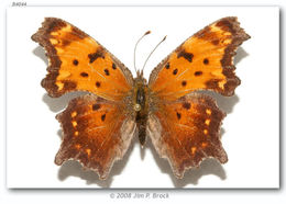 Image of Gray Comma