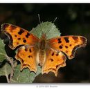 Image of Satyr Comma