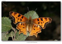 Sivun Polygonia satyrus Edwards kuva