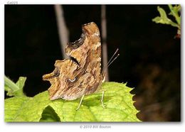 Sivun Polygonia satyrus Edwards kuva