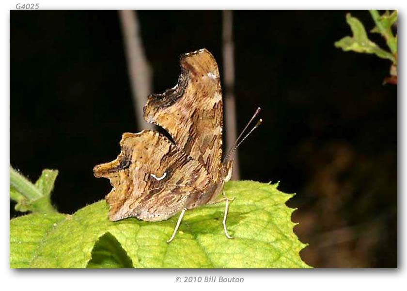 Слика од Polygonia satyrus Edwards