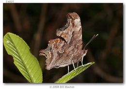 Слика од Polygonia satyrus Edwards