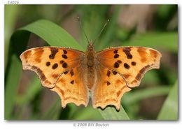 Sivun Polygonia satyrus Edwards kuva