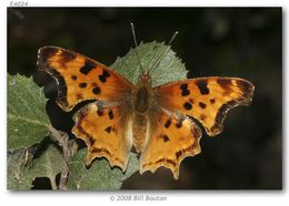 Sivun Polygonia satyrus Edwards kuva