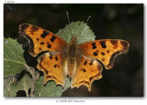 Image of Satyr Comma