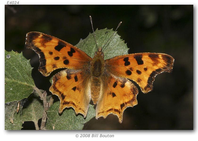 Слика од Polygonia satyrus Edwards