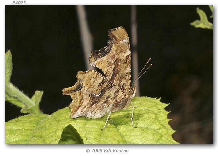 Sivun Polygonia satyrus Edwards kuva