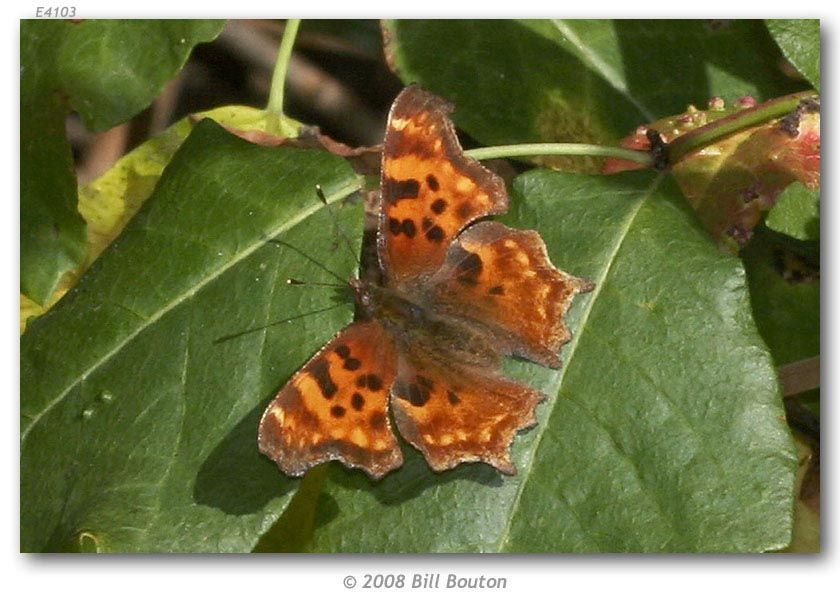 Слика од Polygonia satyrus Edwards