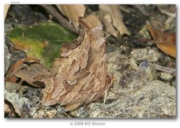 Слика од Polygonia satyrus Edwards