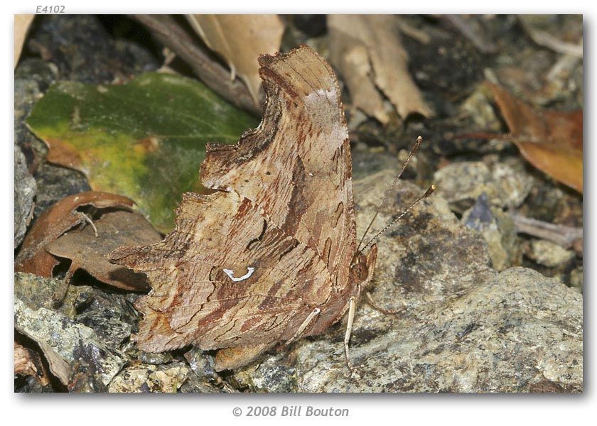 Sivun Polygonia satyrus Edwards kuva