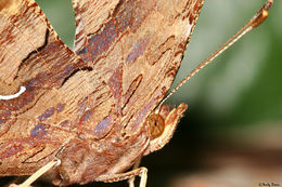 Sivun Polygonia satyrus Edwards kuva