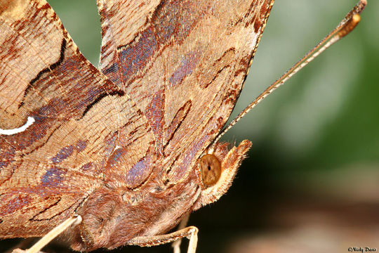 Слика од Polygonia satyrus Edwards