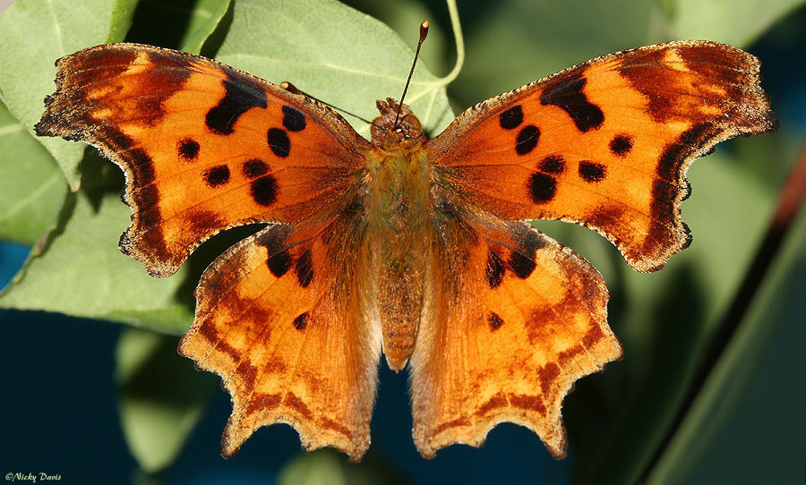 Слика од Polygonia satyrus Edwards