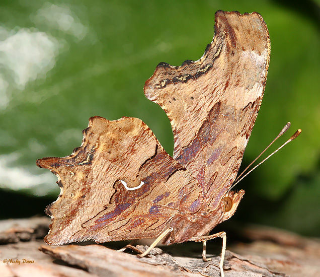 Image of Satyr Comma