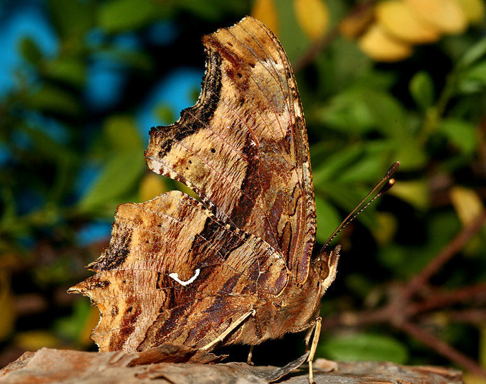 Image of Satyr Comma