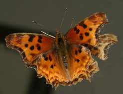 Image of Satyr Comma