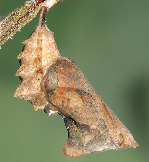 Image of Satyr Comma