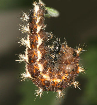 Image of Satyr Comma