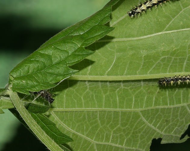 Image of Satyr Comma