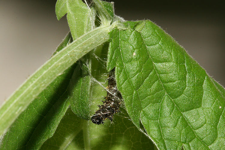 Image of Satyr Comma