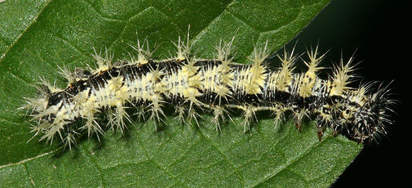 Image of Satyr Comma