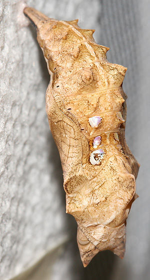 Image of Satyr Comma