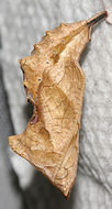 Image of Satyr Comma