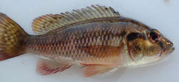 Image of Dwarf Bream